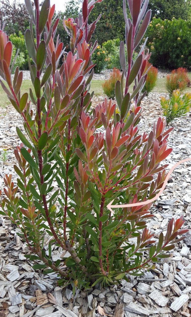 leucadendron safari sunset pruning