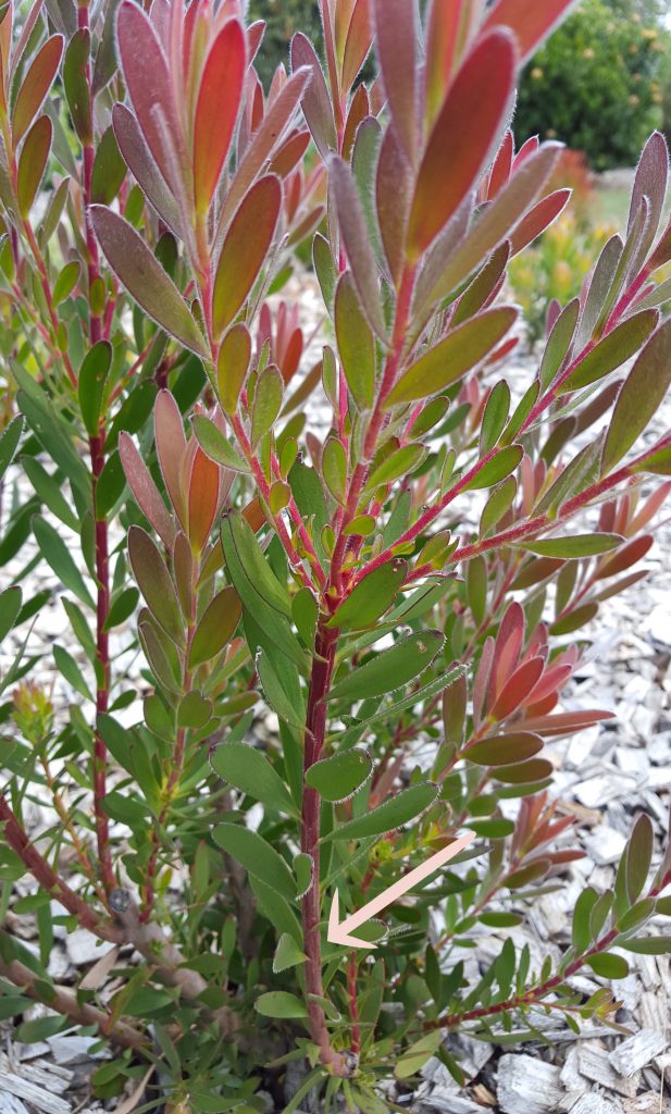 leucadendron safari sunset pruning