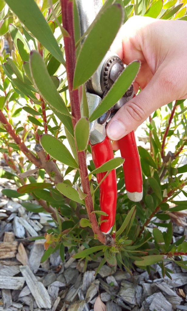 leucadendron safari sunset pruning