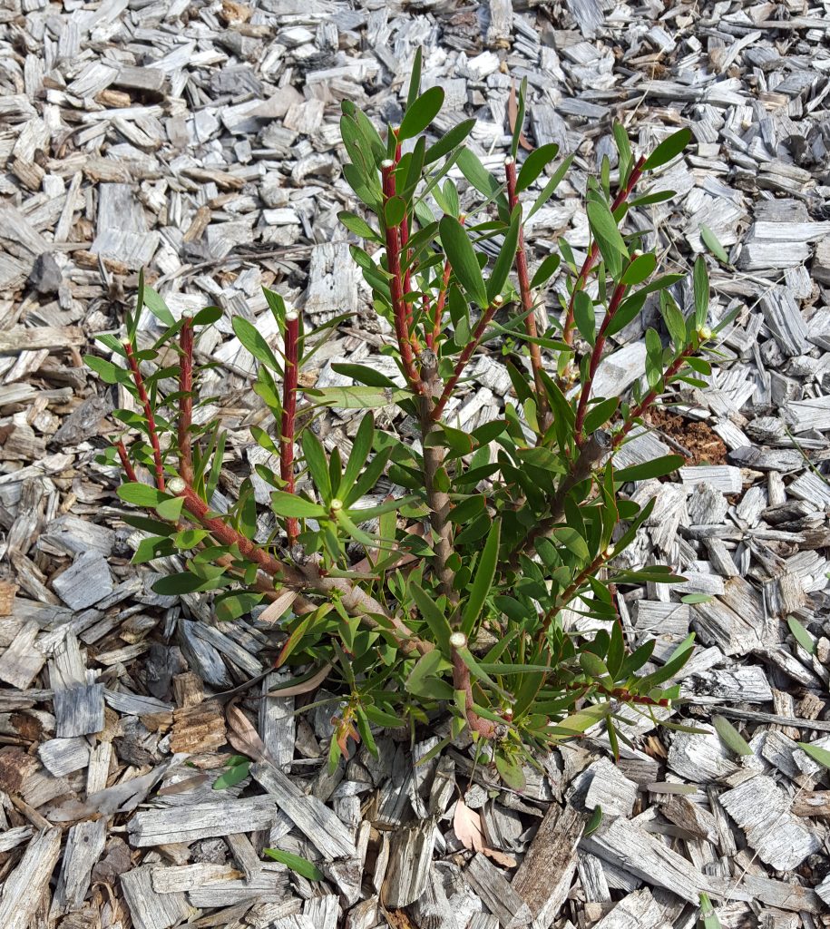 leucadendron safari sunset pruning