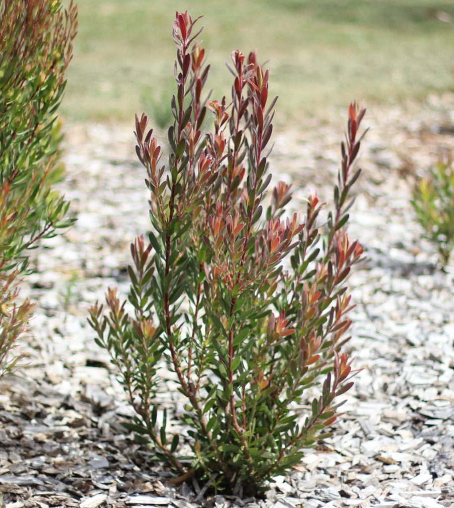 leucadendron safari sunset pruning