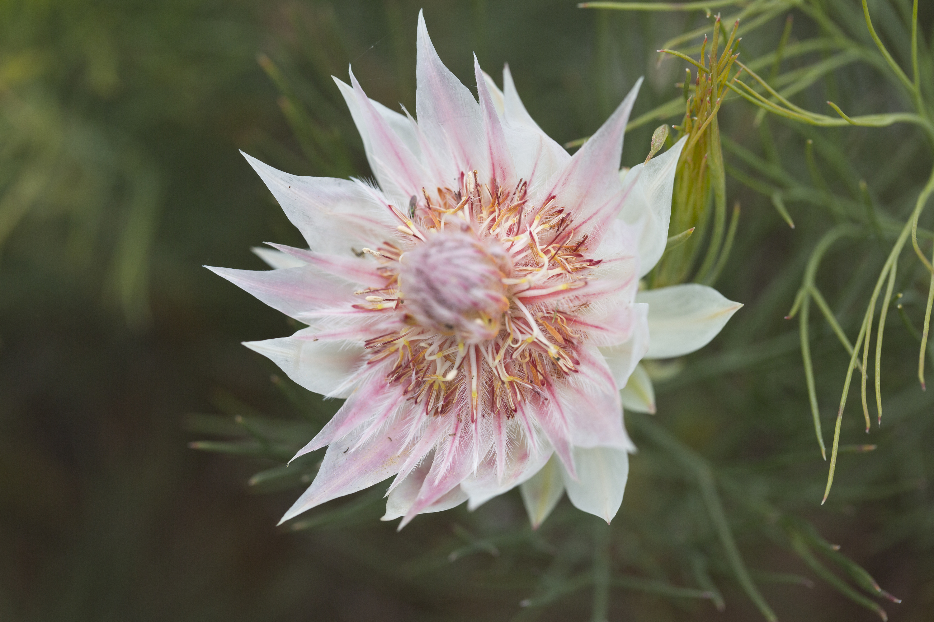 Import Flowers - This white blushing bride protea is definitely a stunner!